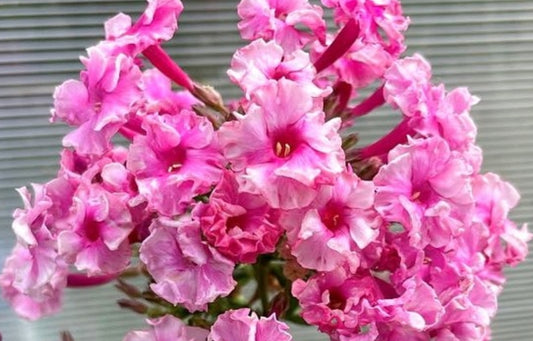 Phlox Schneeweibchen und Rosenrot 50 Seeds
