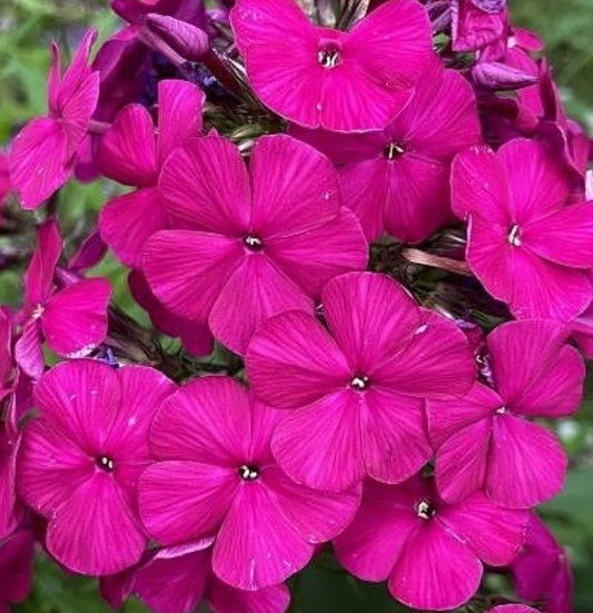 Phlox Cherry Boom 50 Seeds