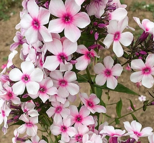 Phlox Hot snow 50 Seeds