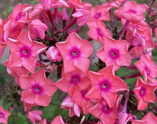Phlox Pink Lips 50 Seeds