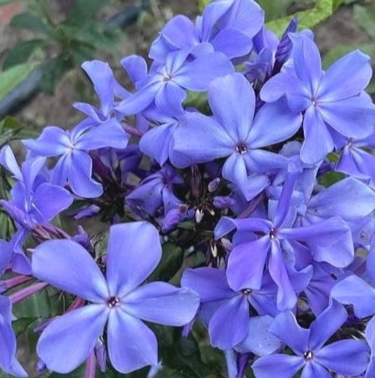 Phlox Sky Lines 50 Seeds