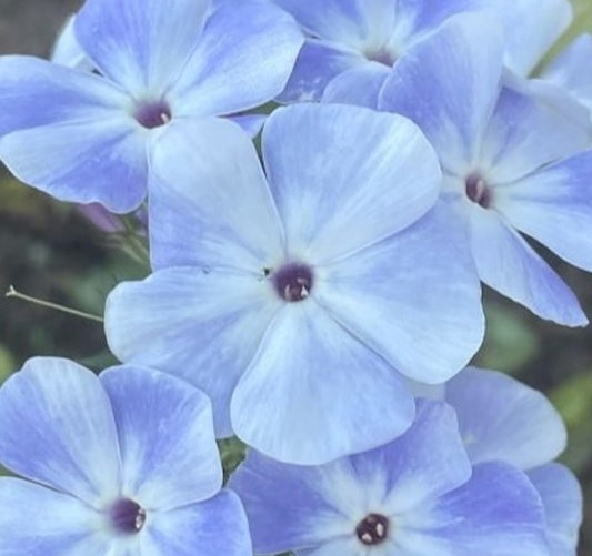 Phlox Blue Diamonds 50 Seeds