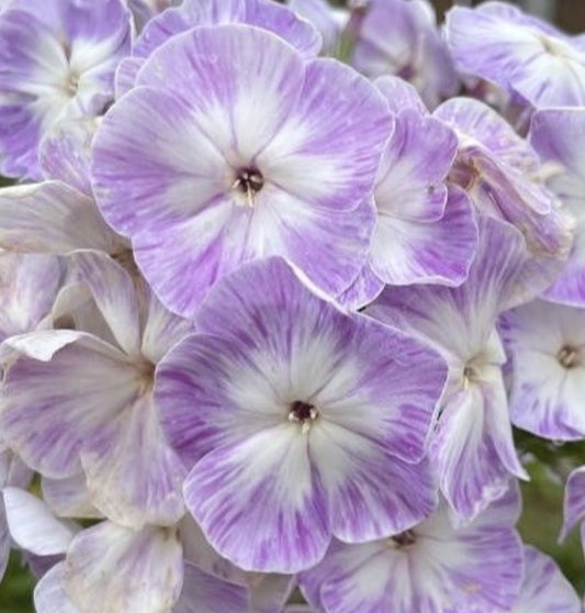 Phlox German Wolf 50 Seeds