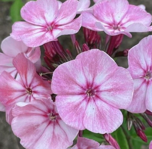 Phlox Gerda 50 Seeds