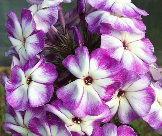Phlox Memories 50 Seeds