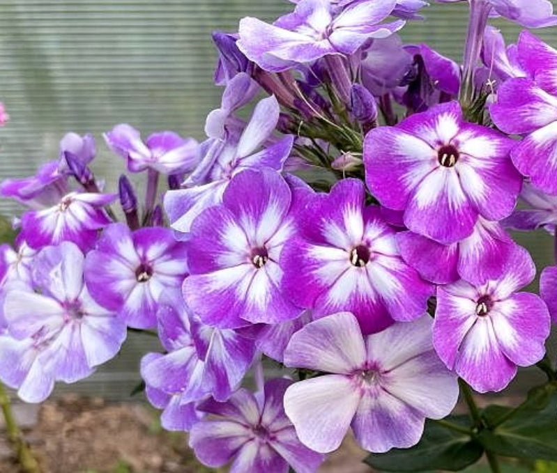 Phlox Memories 50 Seeds