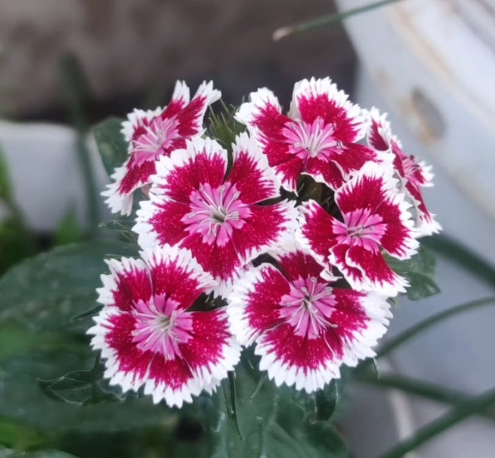 Dianthus barbatus Sweet William 100 Seeds