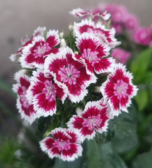 Dianthus barbatus Sweet William 100 Seeds