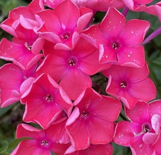 Phlox Dreamer Magic 50 Seeds