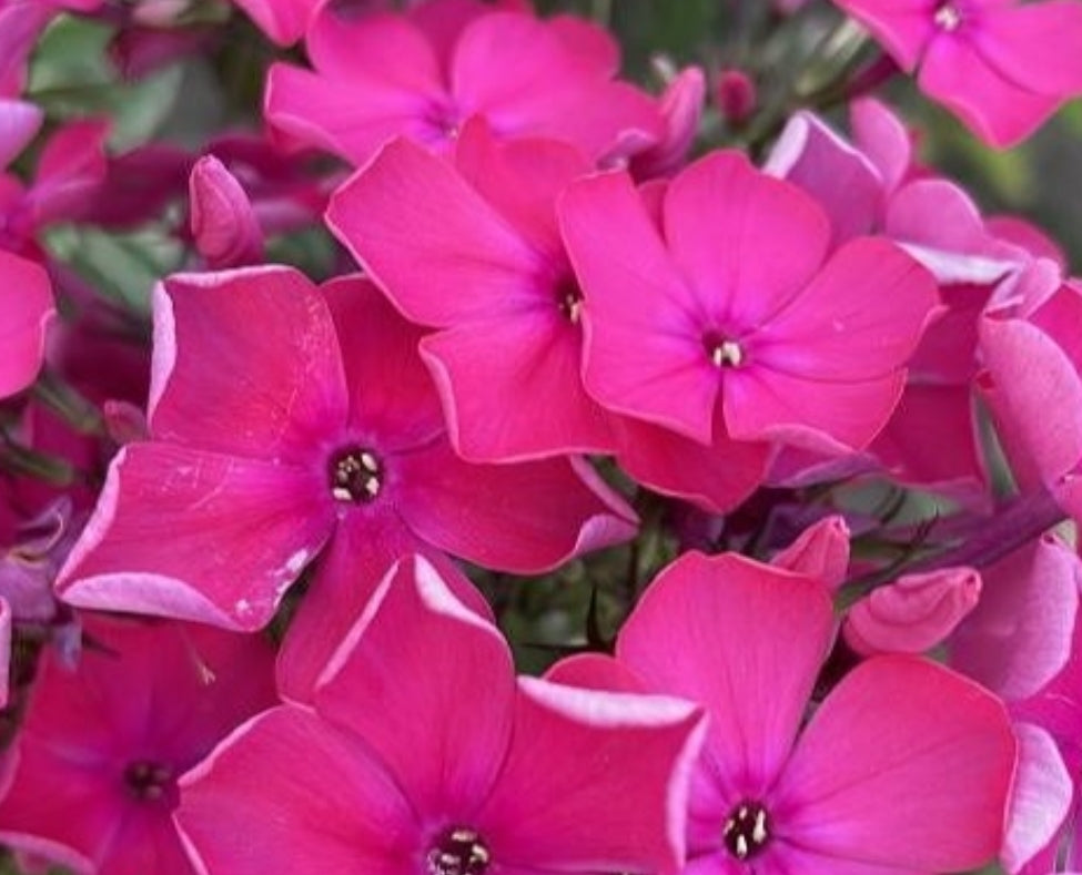 Phlox Dreamer Magic 50 Seeds