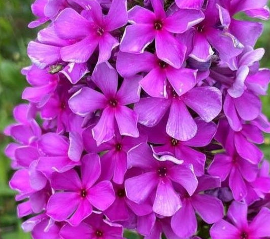 Phlox Sea Wolf 50 Seeds