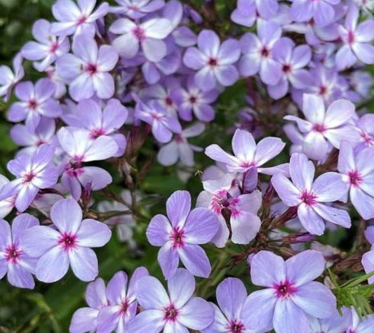 Phlox Blue Eyes 50 Seeds