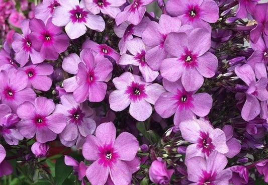 Phlox Mr. X 50 Seeds