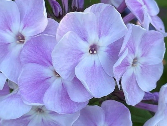 Phlox Claire 50 Seeds