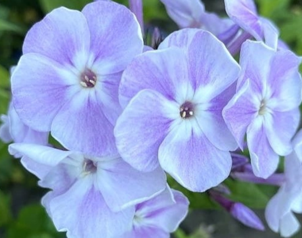 Phlox Claire 50 Seeds