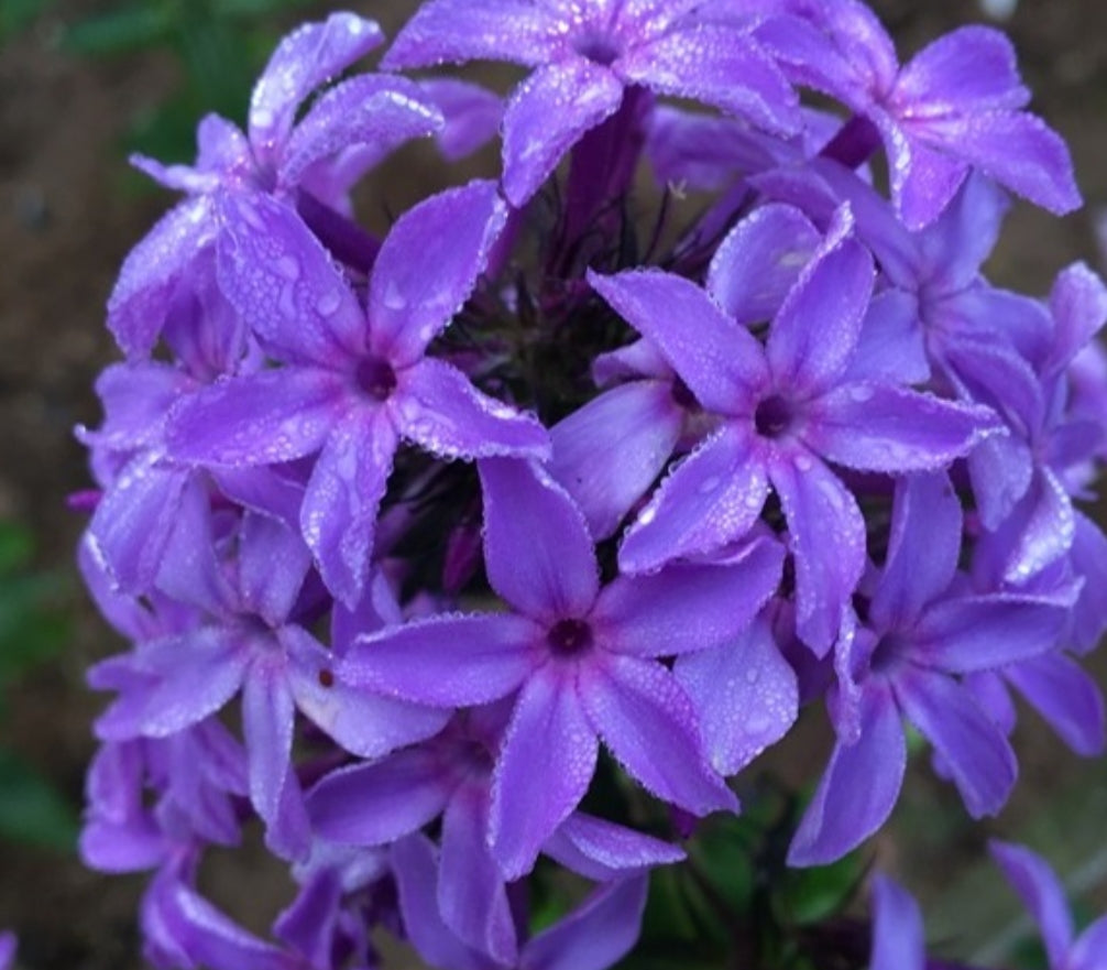 Phlox Benjamin 50 Seeds