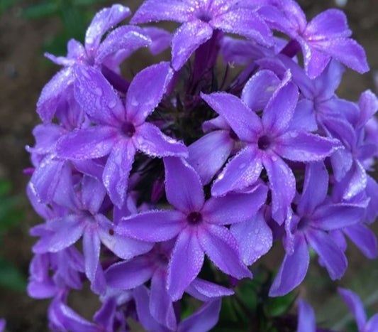 Phlox Benjamin 50 Seeds