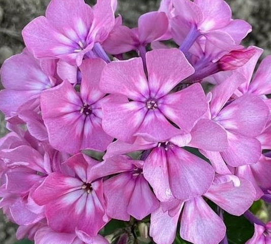 Phlox River town 50 Seeds