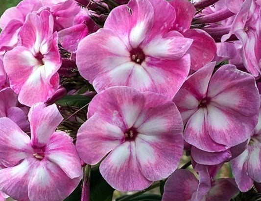 Phlox Small Secret 50 Seeds