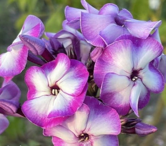 Phlox Maximus 50 Seeds