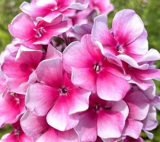 Phlox Gringo 50 Seeds