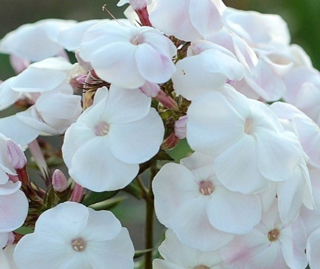 Phlox Madonna 50 Seeds