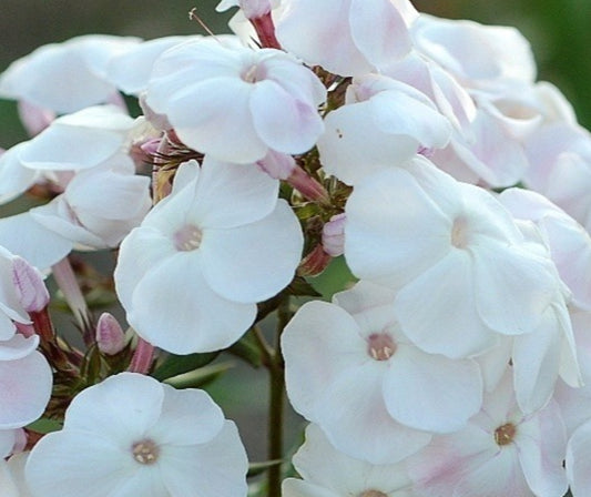 Phlox Madonna 50 Seeds