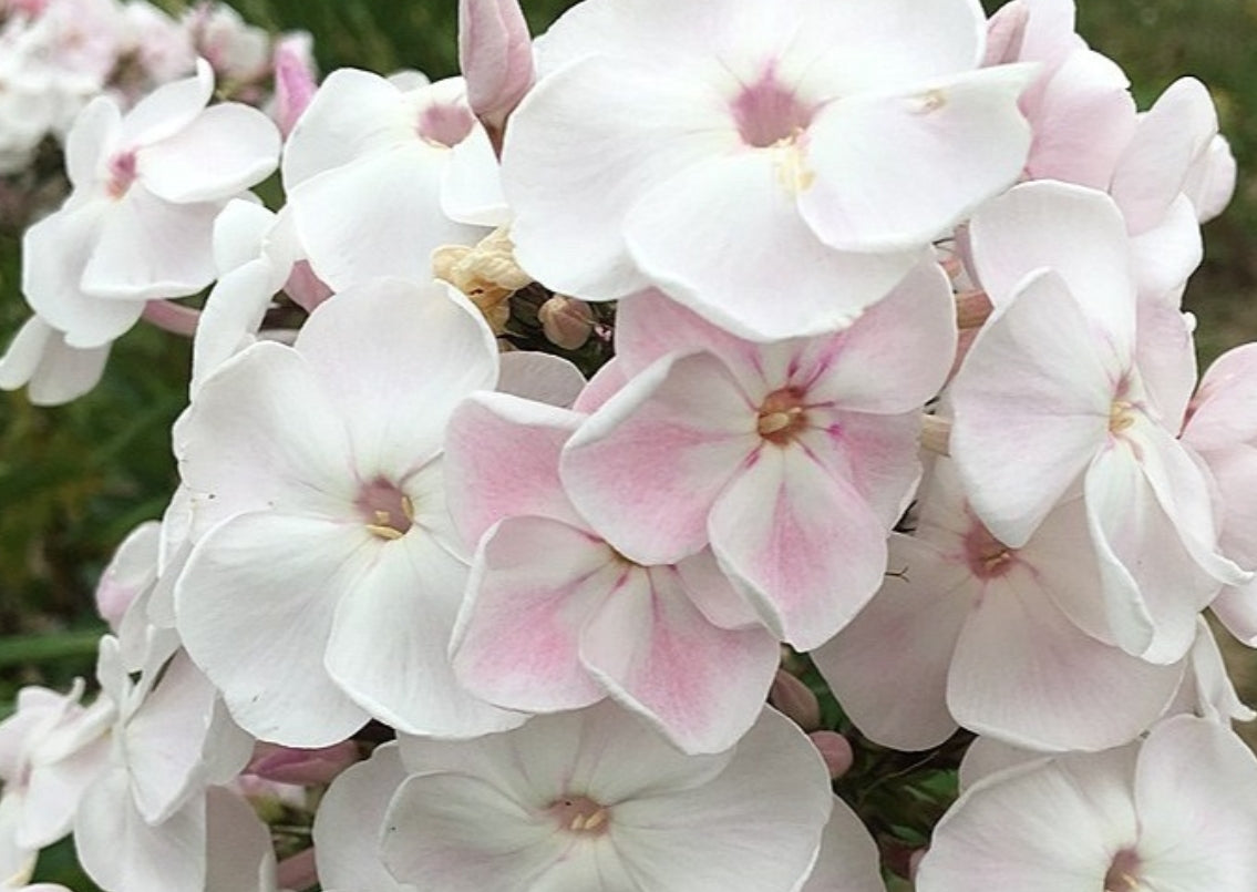 Phlox Madonna 50 Seeds