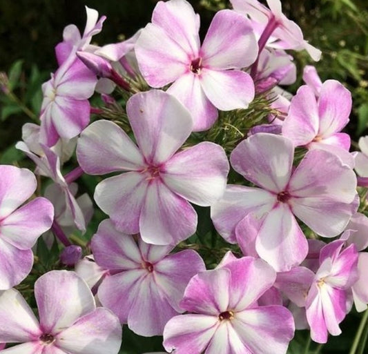 Phlox Moon Rainbow 50 Seeds