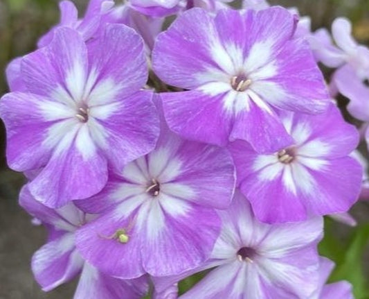 Phlox Moon Stone 50 Seeds