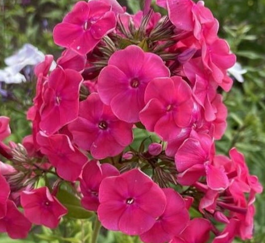 Phlox Lambada 50 Seeds