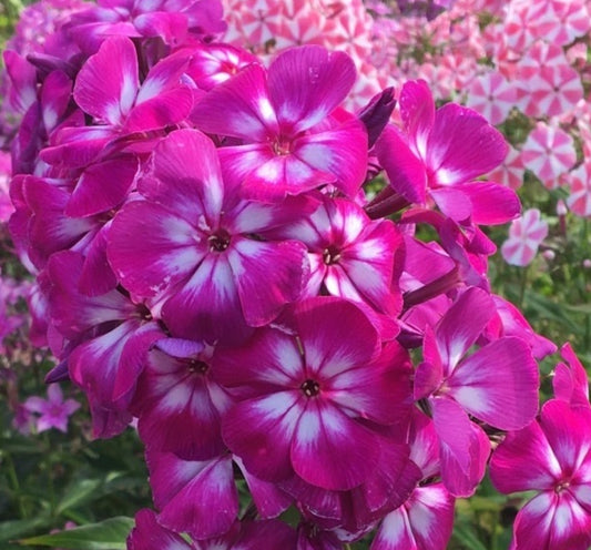 Phlox Candy Vendy 50 Seeds