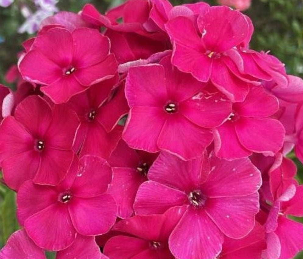 Phlox Jeraldine 50 Seeds