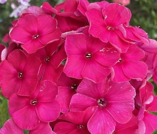Phlox Jeraldine 50 Seeds