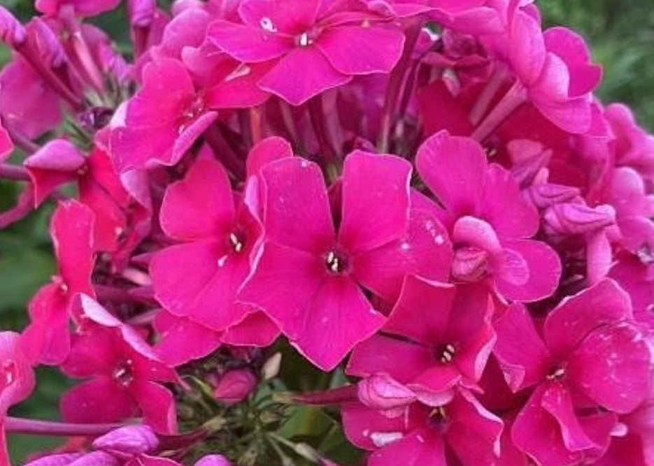 Phlox Jeraldine 50 Seeds