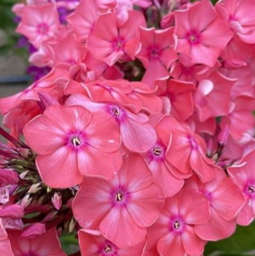 Phlox Clementine 50 Seeds