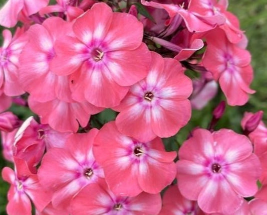 Phlox Clementine 50 Seeds