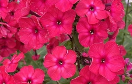 Phlox Lucky Lady 50 Seeds