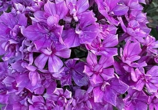 Phlox Eagle Wings 50 Seeds