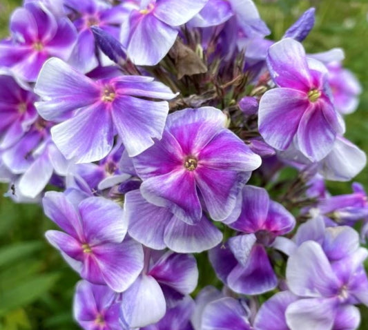 Phlox Captain 50 Seeds
