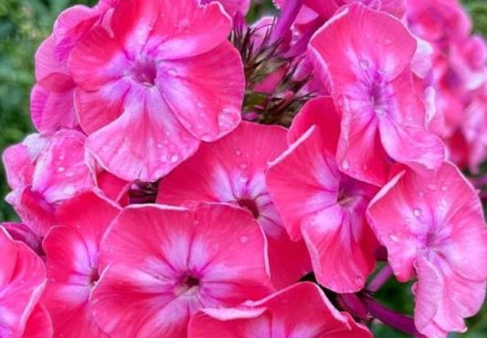 Phlox Isolda 50 Seeds