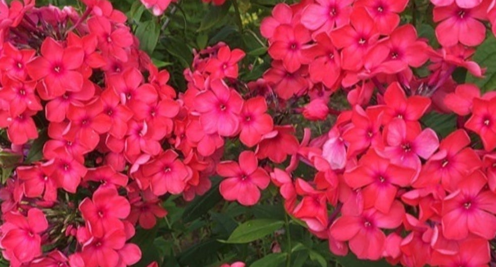Phlox Red Love 50 Seeds
