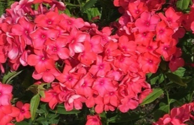 Phlox Red Love 50 Seeds