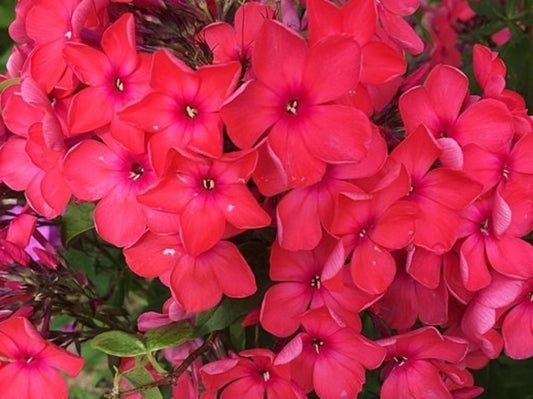 Phlox Red Love 50 Seeds