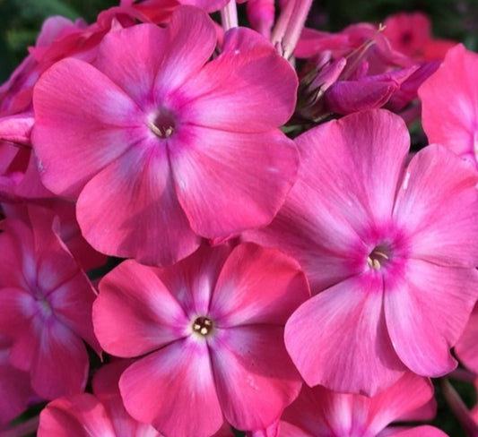 Phlox Strawberry Cream 50 Seeds