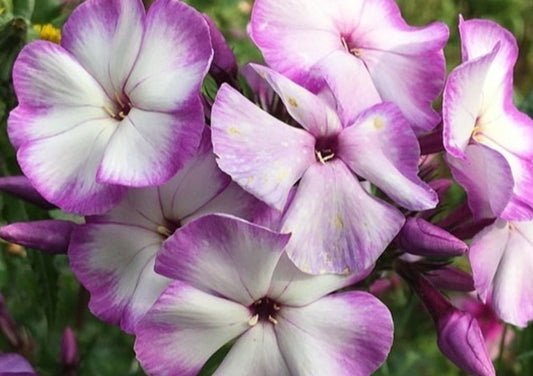 Phlox Artic Breeze 50 Seeds