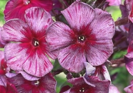 Phlox Dragon Wings 50 Seeds