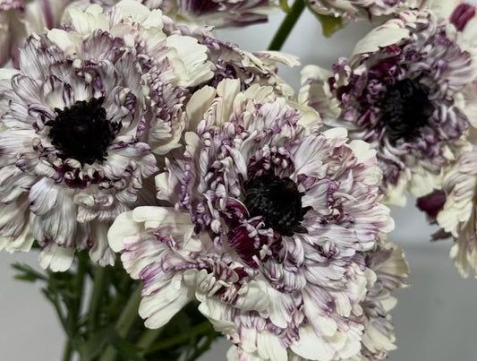 Ranunculus Japan Series Bella 7 Bulbs