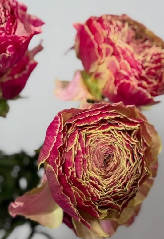 Ranunculus Japan Series Elein 7 Bulbs
