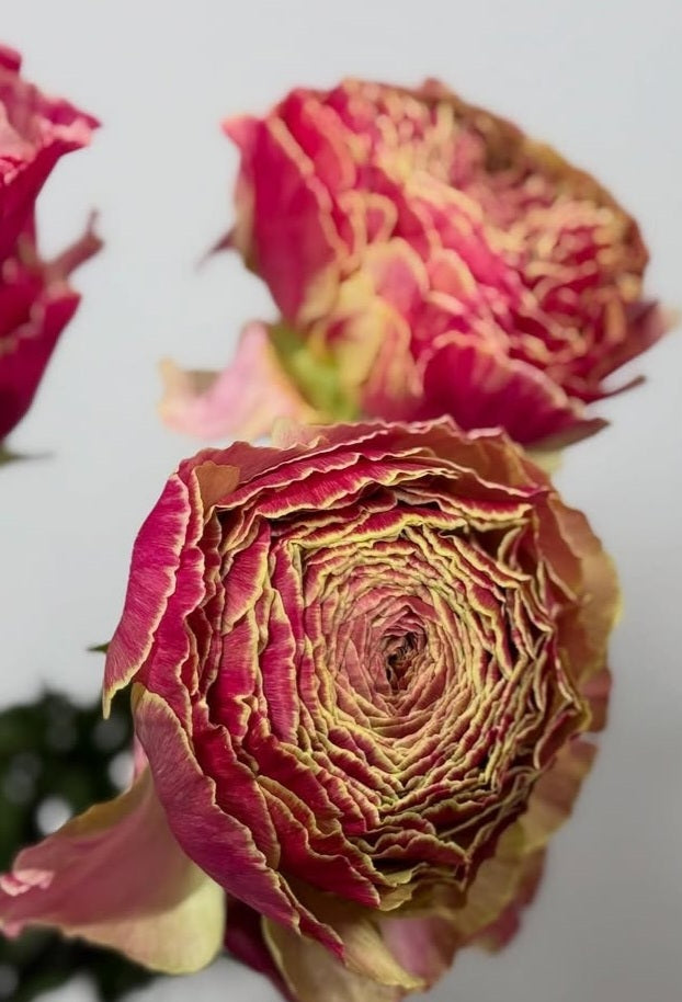 Ranunculus Japan Series Elein 7 Bulbs